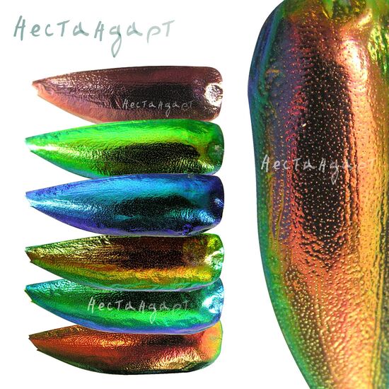 Крылья жуков златки Colored Composition 29-39 мм (уп. 20 шт.)