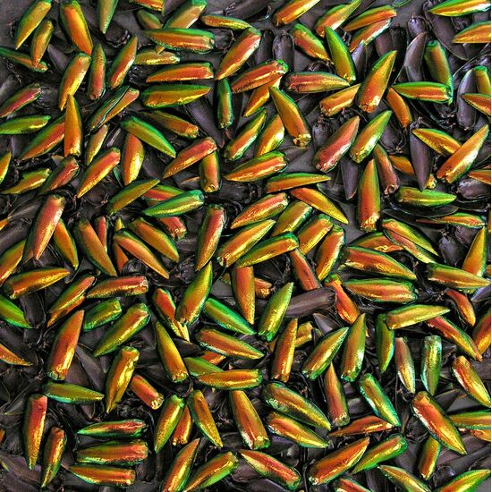 Крылья жуков златки Colored Composition 29-39 мм (уп. 20 шт.), изображение 7